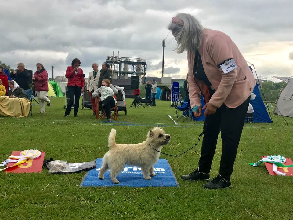 Cairn Terrier Quite A Surprice Hoity-Toity Gang