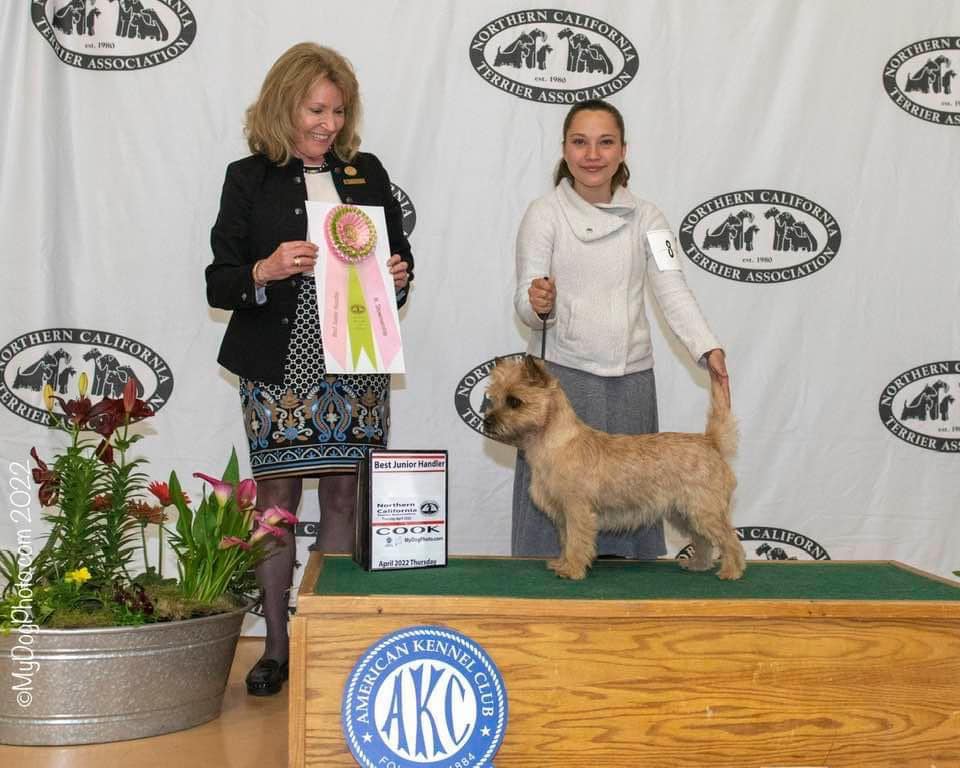 Cairn terrier Zalazar Christmas Joy