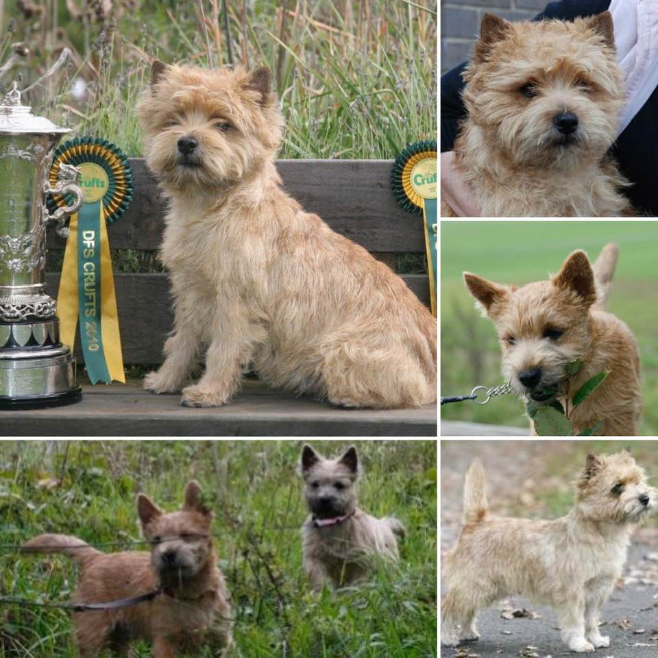 Cairn Terrier GBCH Crufts winner 2010 Zalazar UnZipped! At Starveren