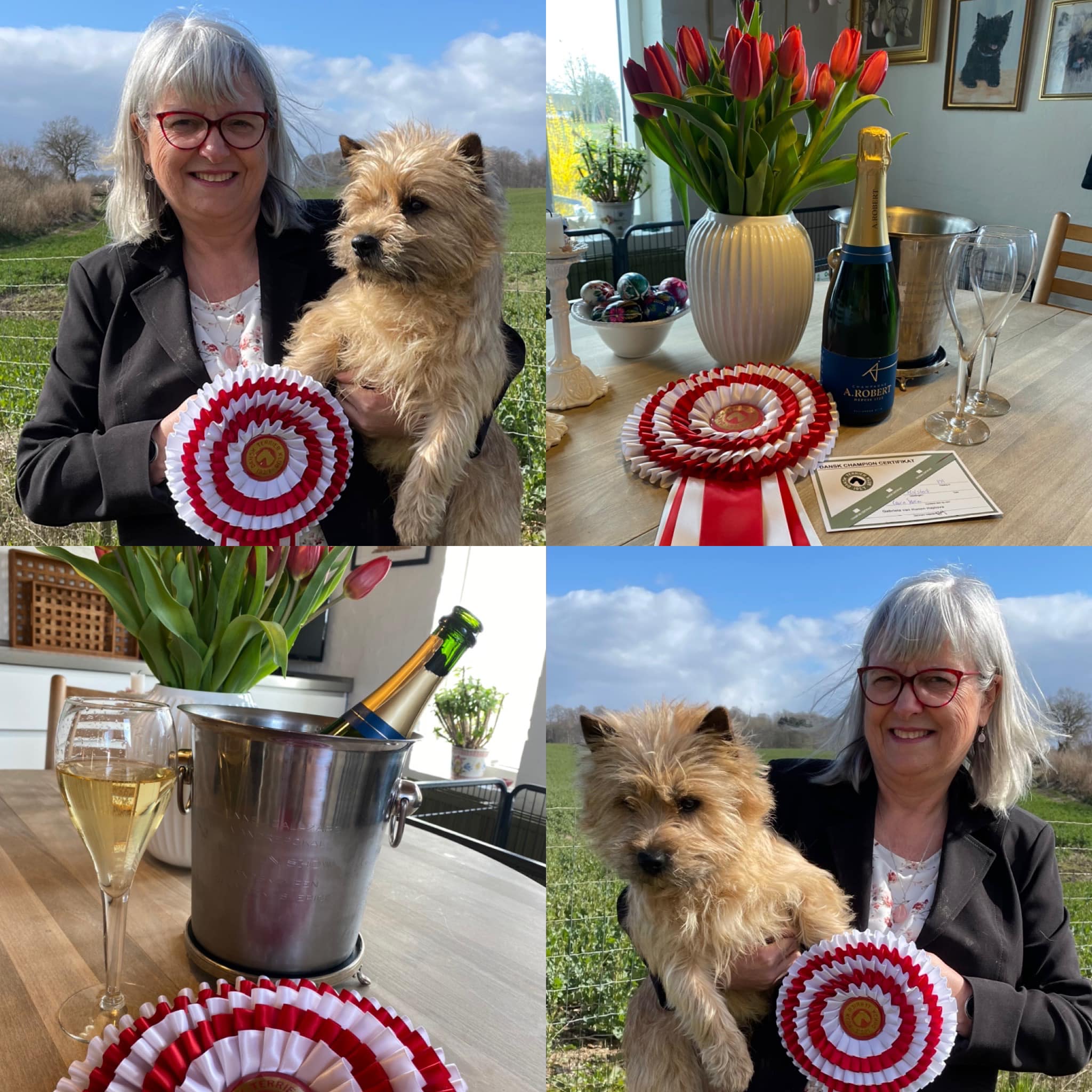 Cairn Terrier Zalazar Holger Danske