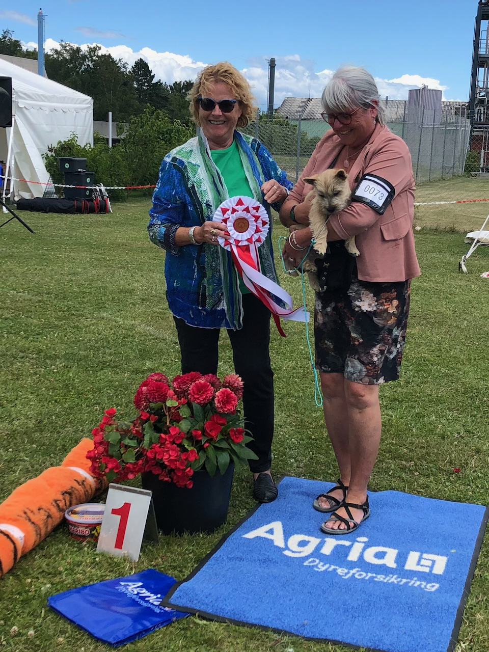 Cairn Terrier Zalazar Northern Star