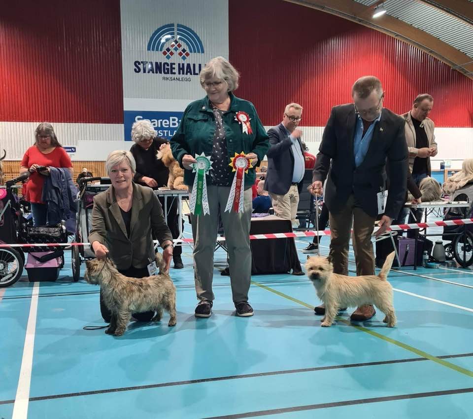 Cairn terrier Zalazar Wish Upon A Star