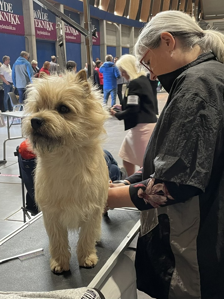 Cairn terrier Zalazar Northen Star