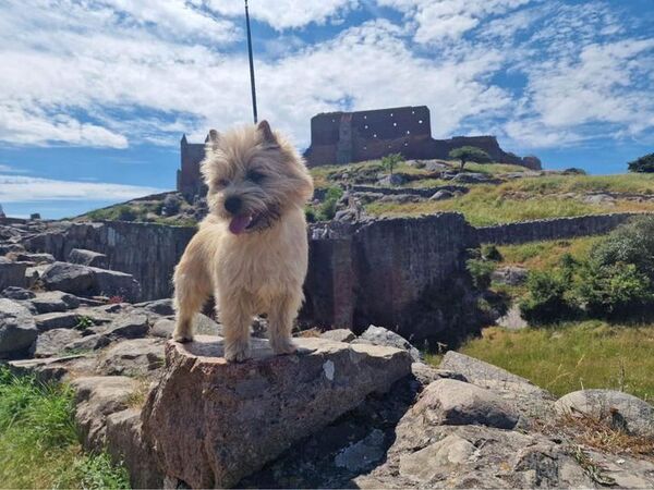 Cairn Terrier Zalazar Northern Star