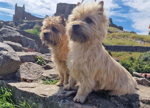 Zalazar Cairn Terrier Bornholm 2023