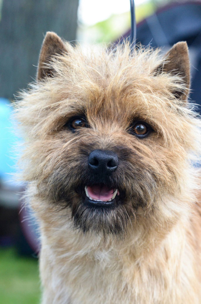 Cairn Terrier Zalazar In Heaven