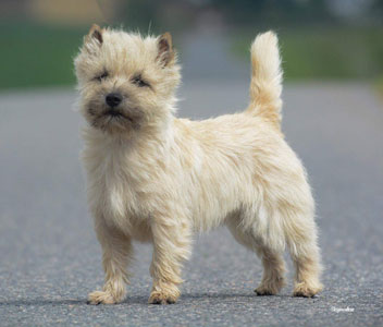 Cairn Terrier Quite A Surprice Hoity Toity Gang