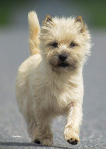 Cairn Terrier Quite A Surprice Hoity Toity Gang