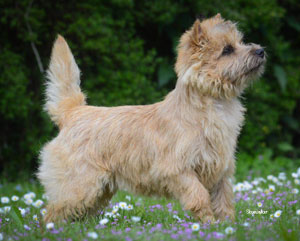 Cairn Terrier Zalazar You Win Again