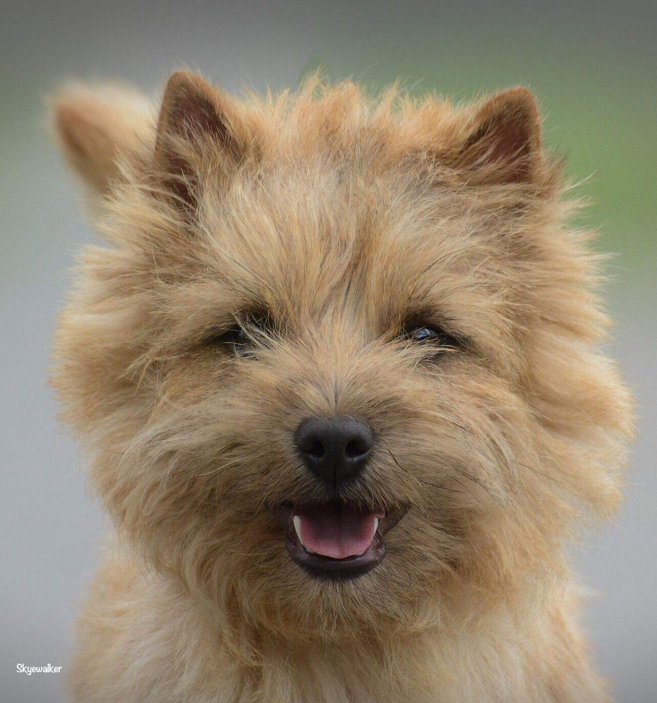 Cairn Terrier Zalazar You Win Again