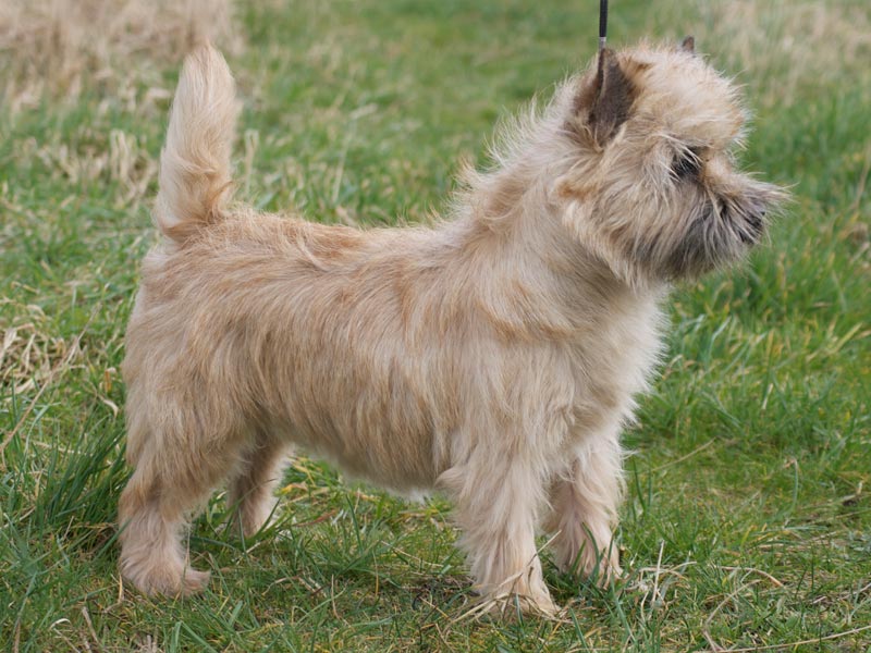Zalazar Cairn Terrier