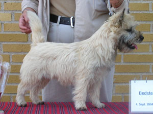 Cairn Terrier Zalazar La Bonne