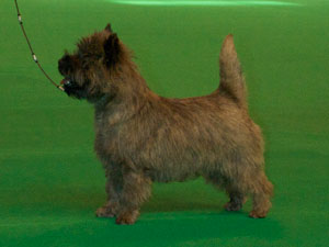 Crufts 2009 Cairn Terrier Zalazar Walk The Line