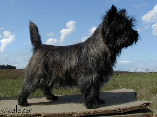 Zalazar Cairn Terrier
