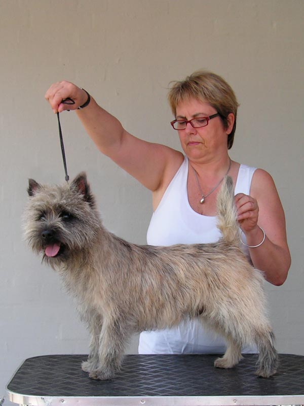 Zalazar Cairn Terrier