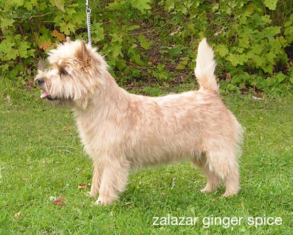 Zalazar Cairn Terrier