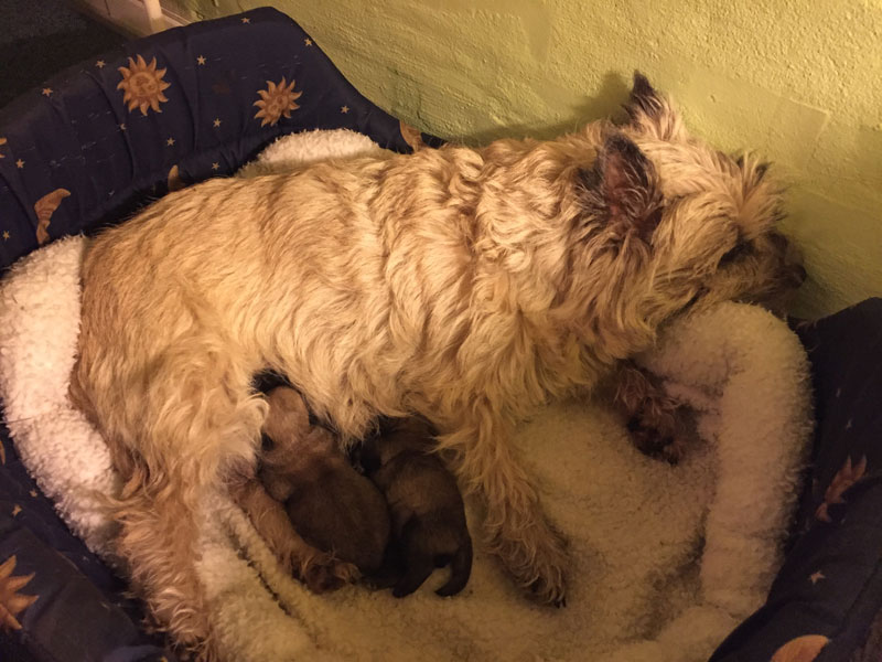 Zalazar Cairn Terrier hvalpe