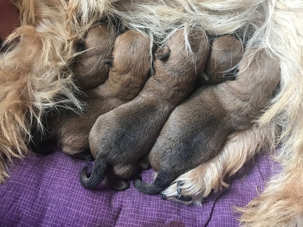 Zalazar Cairn Terrier hvalpe