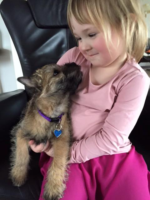 Zalazar Cairn Terrier hvalpe
