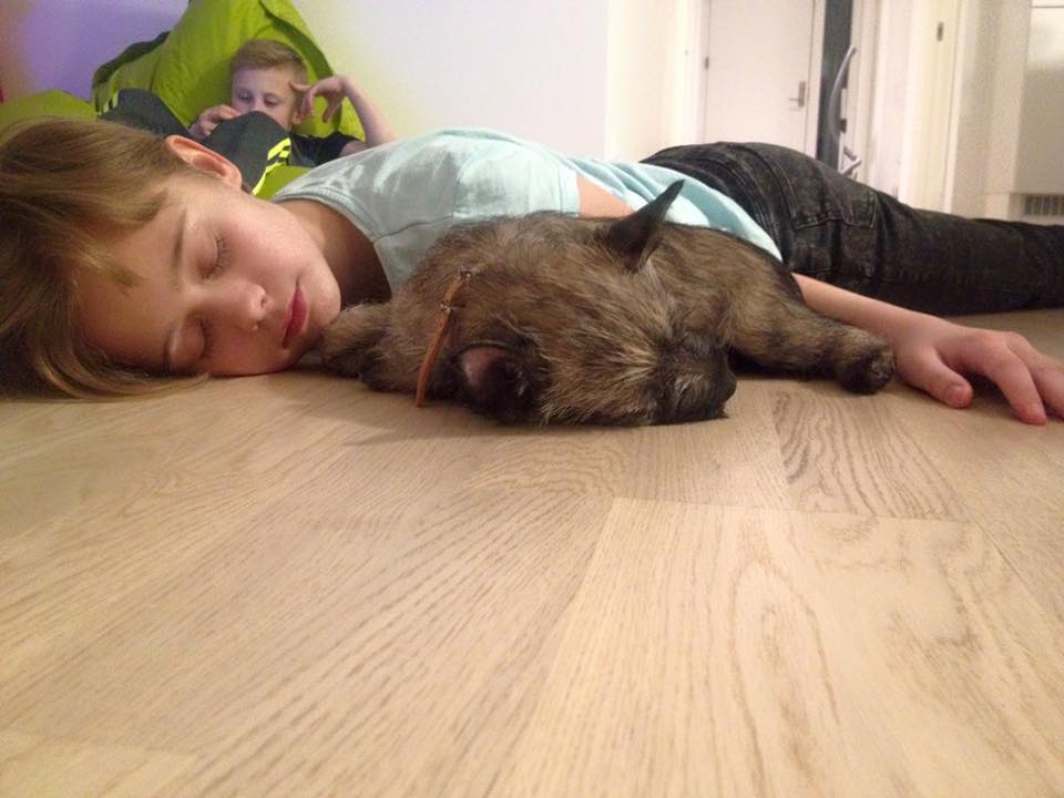Zalazar Cairn Terrier hvalpe
