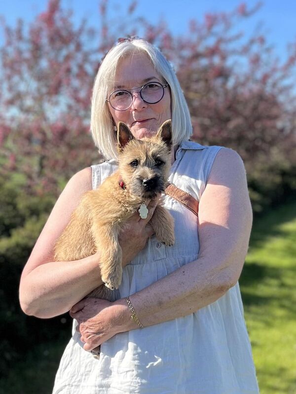 zalazar cairn terrier hvalpe