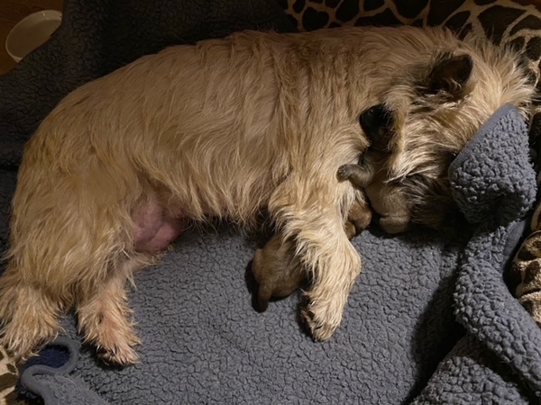 Zalazar cairn terrier hvalpe