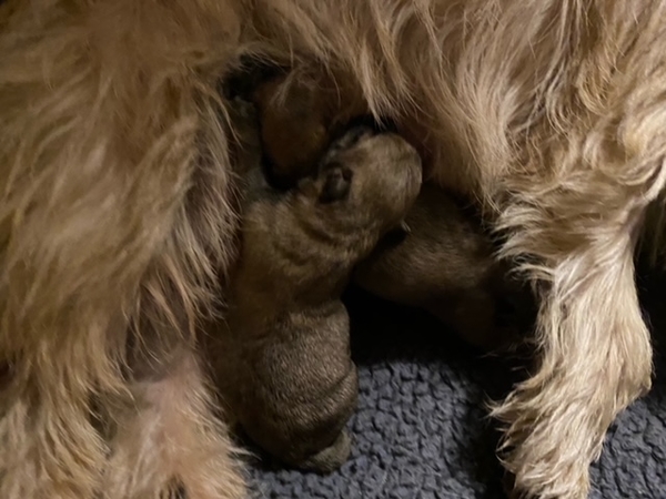 Zalazar cairn terrier hvalpe