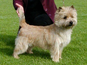 Cairn Terrier Zalazar Jackpot