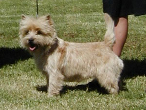 Cairn Terrier Fettercairn Joachim