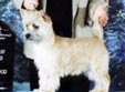 Zalazar Cairn Terrier