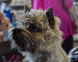 Cairn Terrier Zalazar Quite Specail