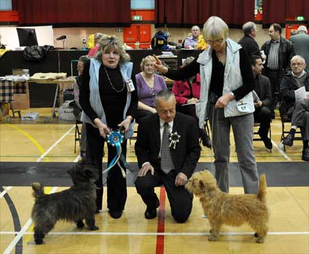 Cairn Terrier Zalazar Un Zipped! At Starveren