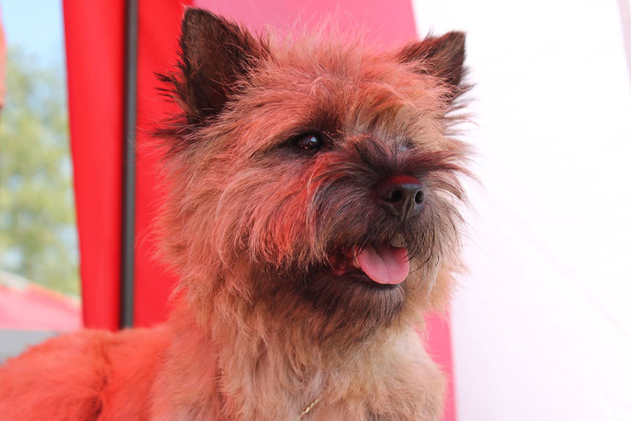 Cairn Terrier Zalazar Komtesse Viola
