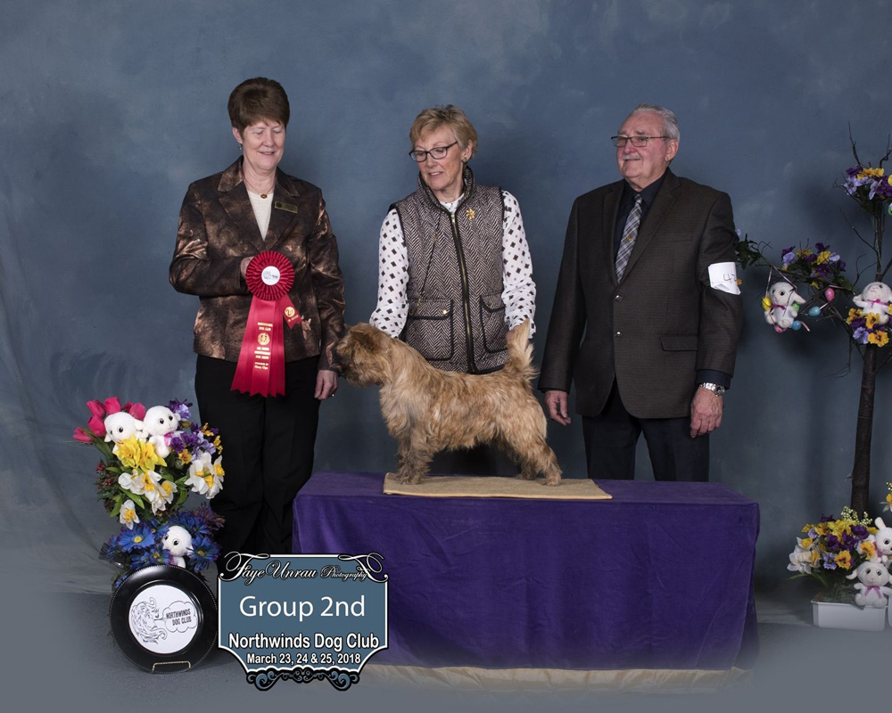 cairn terrier zalazar viva rose