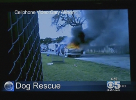 show-dogs-get-trapped-in-burning-san-jose-van.png