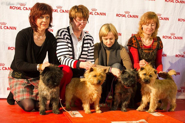 Zalazar Cairn Terrier