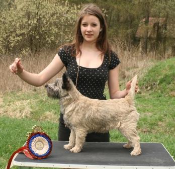 Zalazar Cairn Terrier