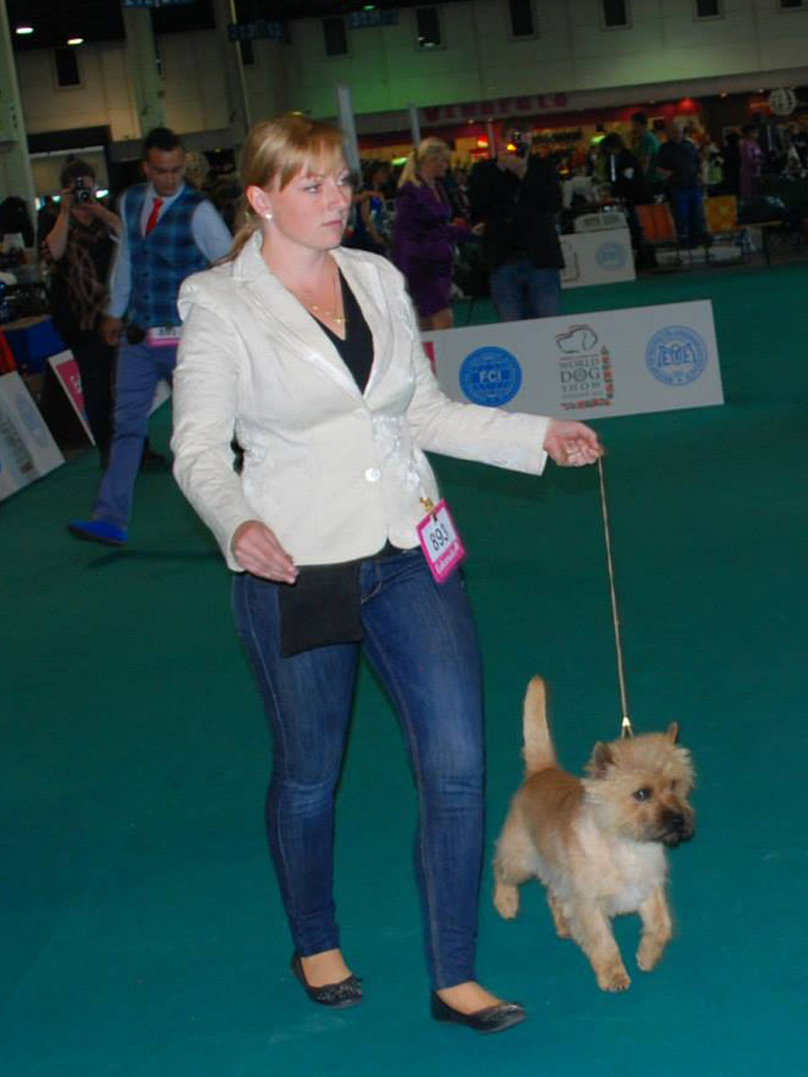 Zalazar Cairn Terrier