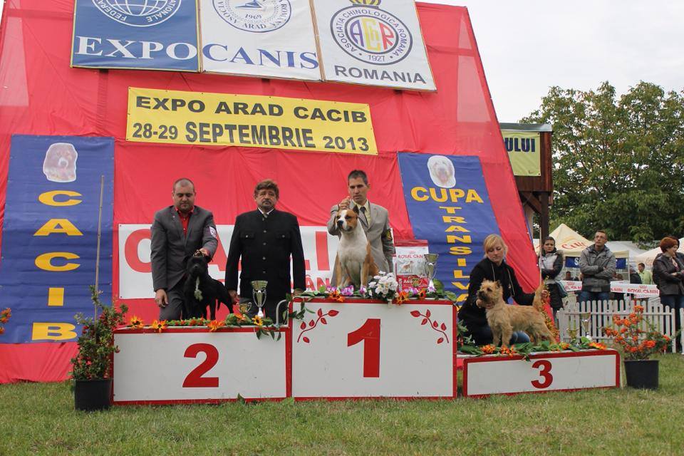 Cairn Terrier Zalazar In Heaven