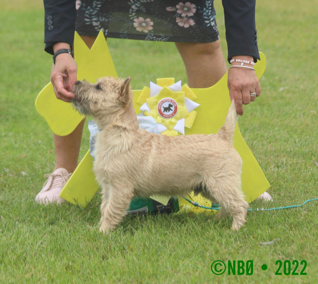 Cairn Terrier Zalazar Northern Star