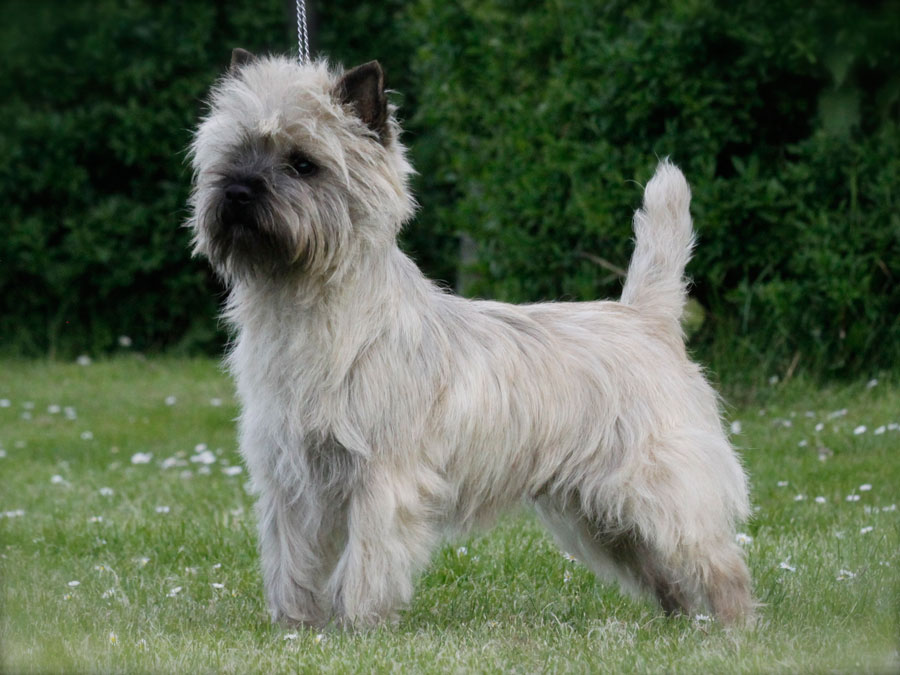 Cairn terrier Zalazar Kong Arthur