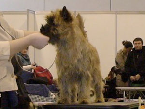 Cairn Terrier Zalazar Copyright