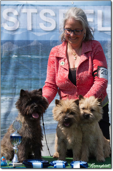 Zalazar Cairn Terrier forside11