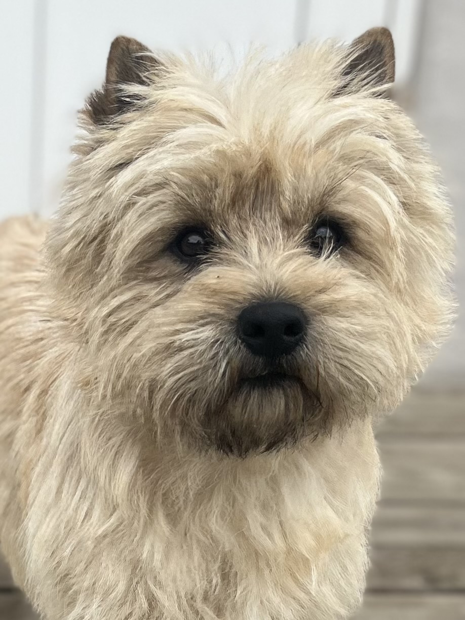 Cairn Terrier Zalazar Northern Star