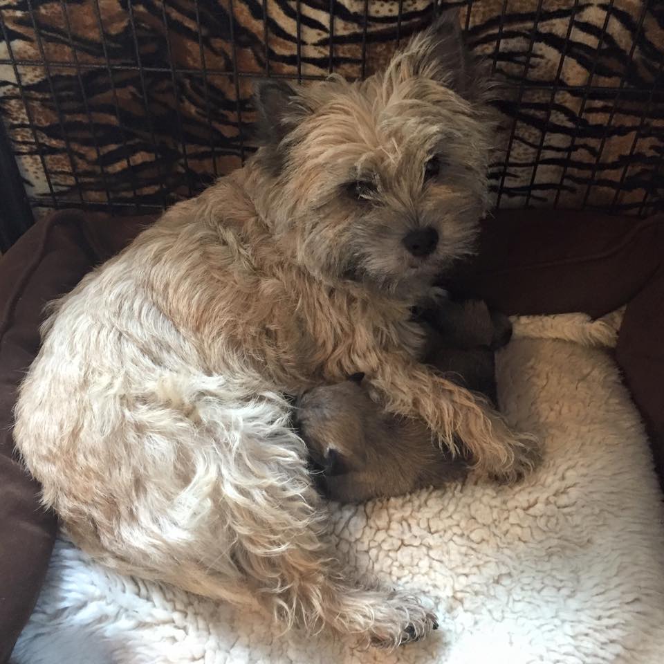 Zalazar Cairn Terrier hvalpe