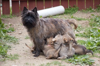 oda-puppies.jpg oda-puppies.jpg