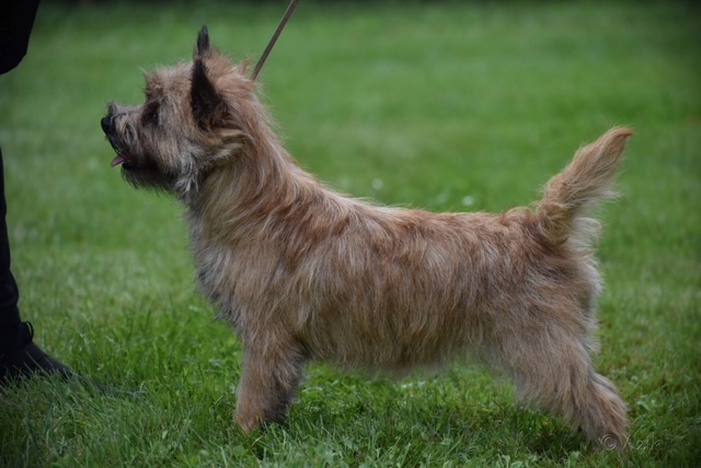 Cairn Terrier Zalazar Tommelise
