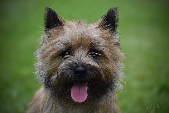 Cairn Terrier Zalazar Tommelise