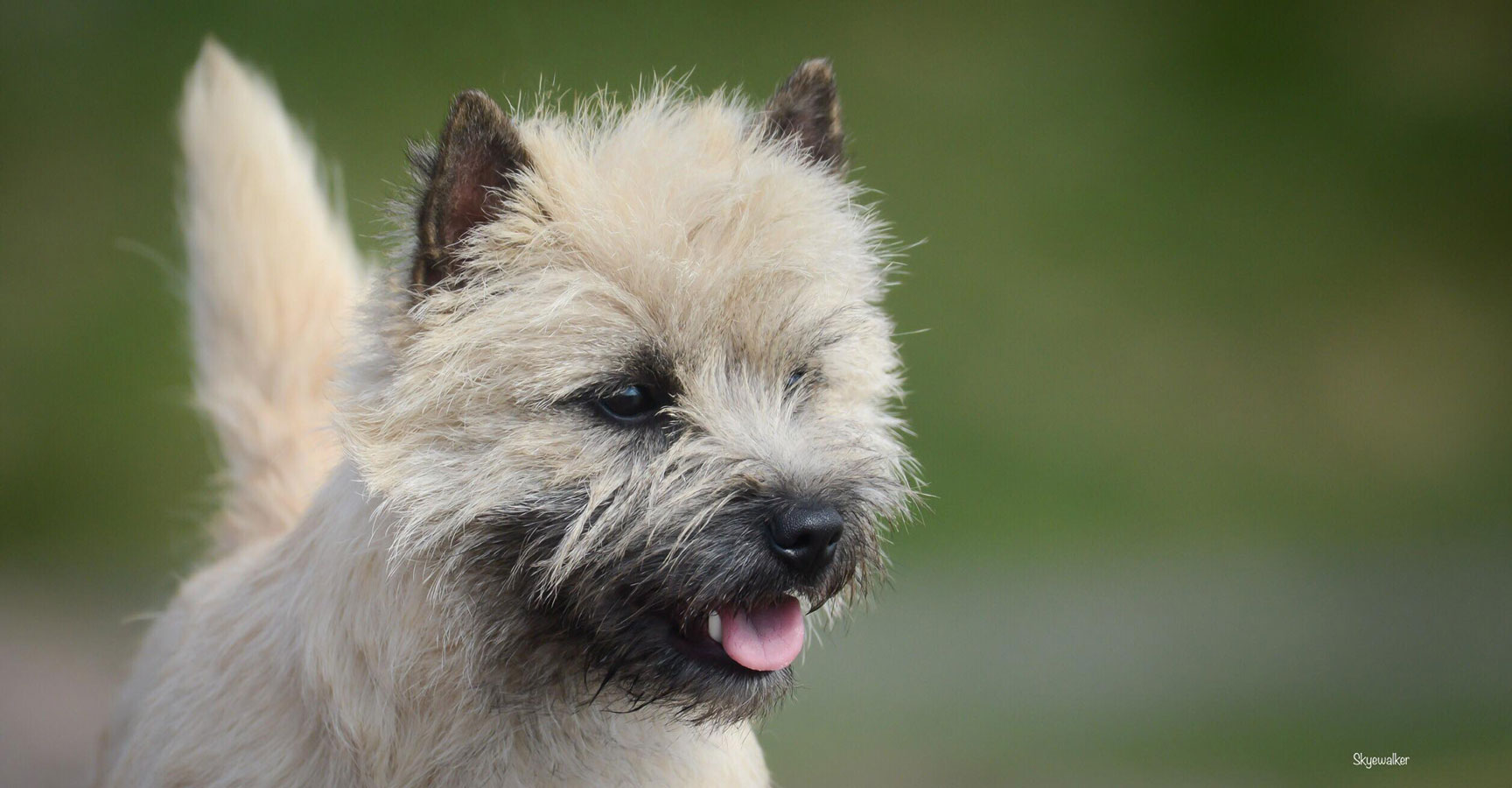 Cairn Terrier Quite Unique From Hoity Toity Gang