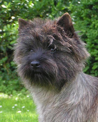Zalazar Cairn Terrier